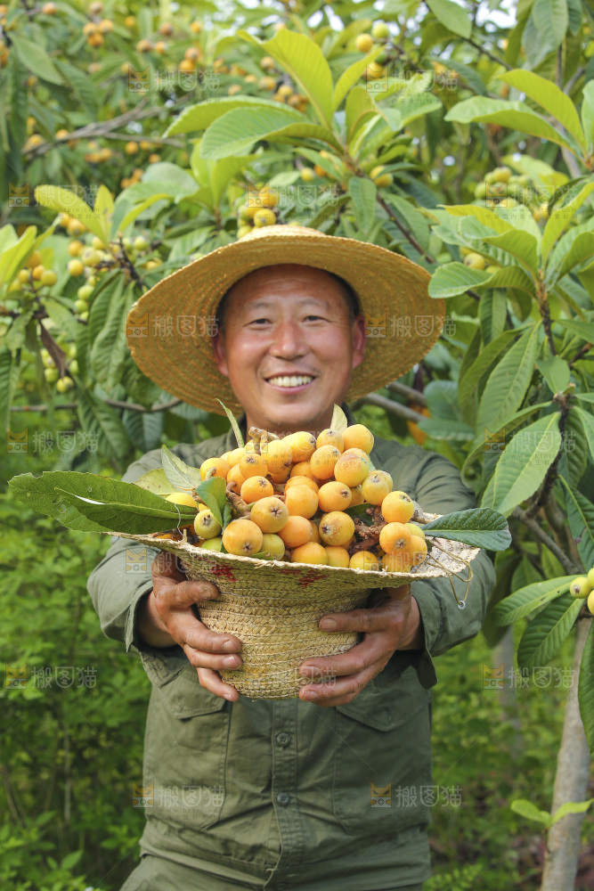 手里拿着现摘枇杷