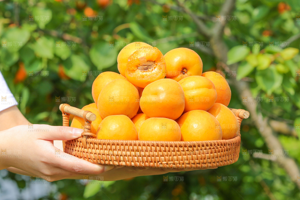 手里拿着新鲜大黄杏
