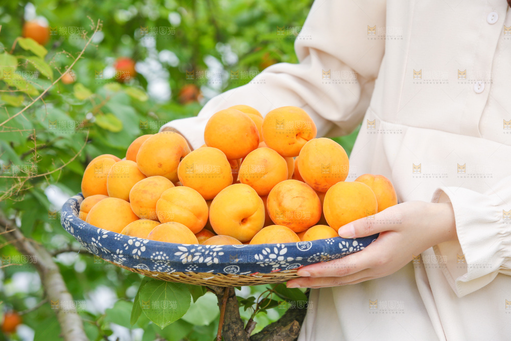 手里拿着新鲜大黄杏