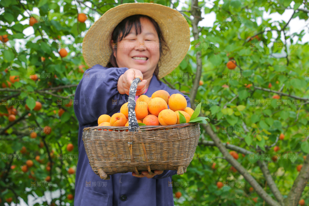 手里拿着新鲜大黄杏