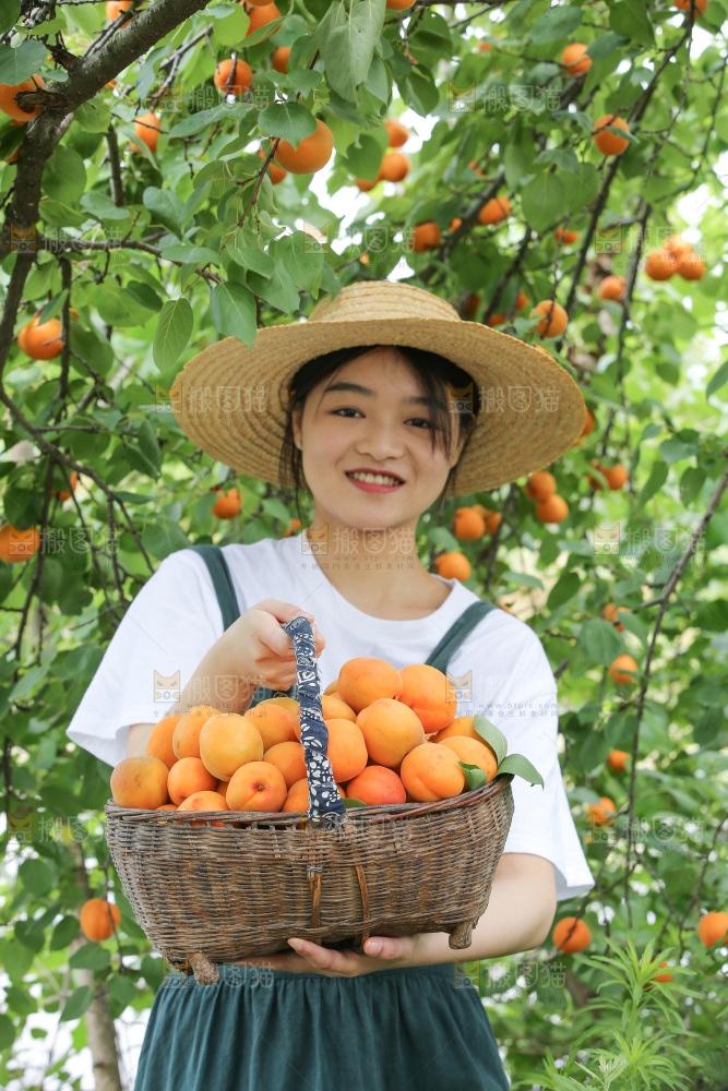 手里拿着新鲜大黄杏