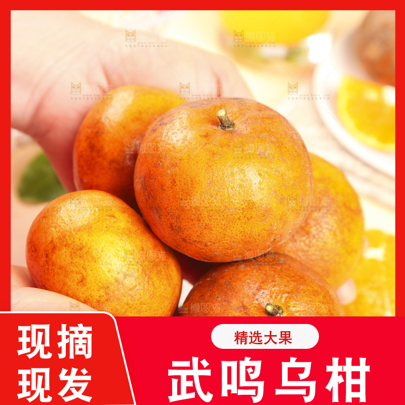 浅底上的乌柑