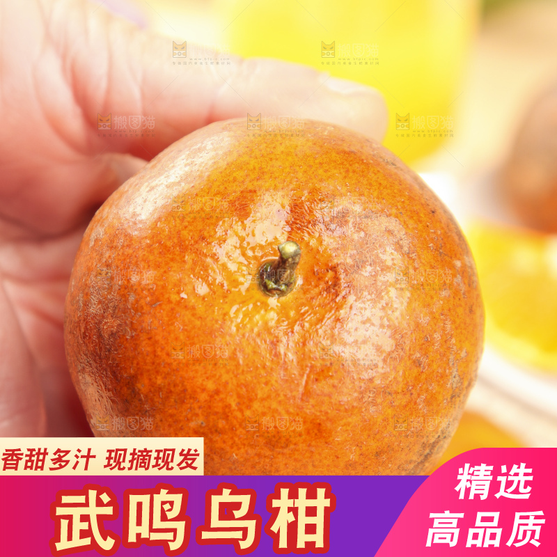 浅底上的乌柑
