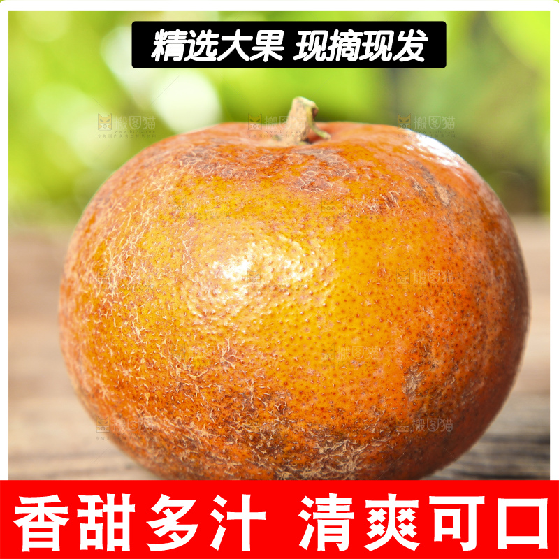 深底上的乌柑