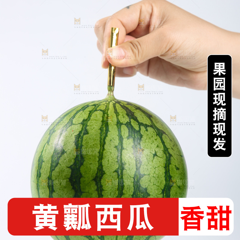 白底上的小西瓜