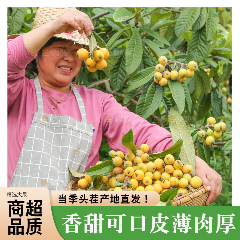 手里拿着现摘枇杷