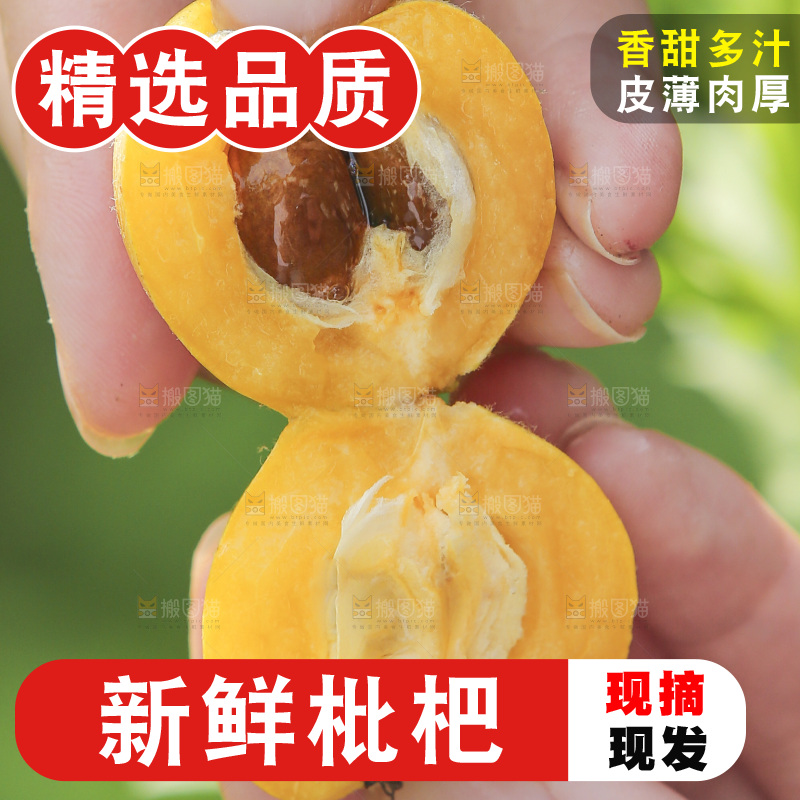 手里拿着现摘枇杷