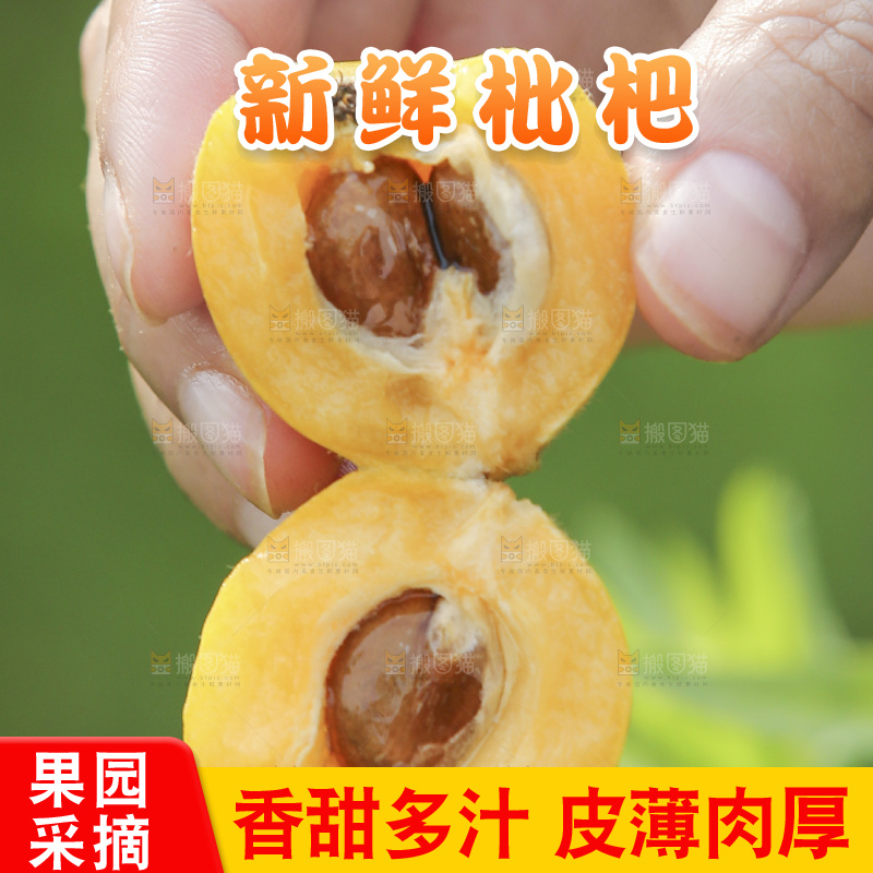手里拿着现摘枇杷