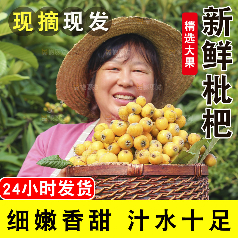 手里拿着现摘枇杷