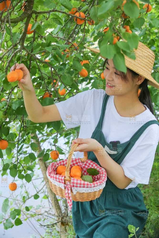 手里拿着新鲜大黄杏