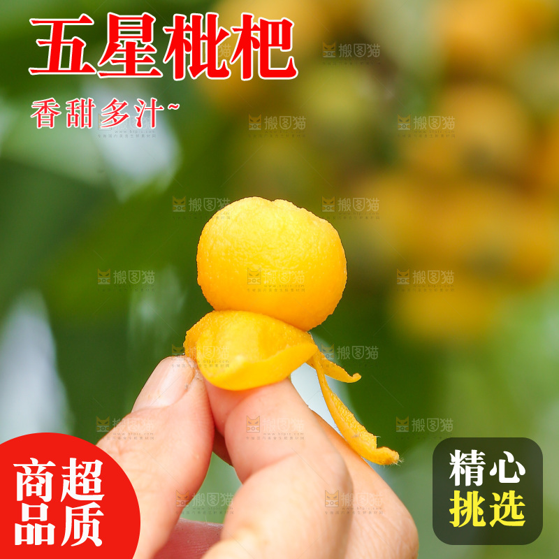 手里拿着现摘枇杷