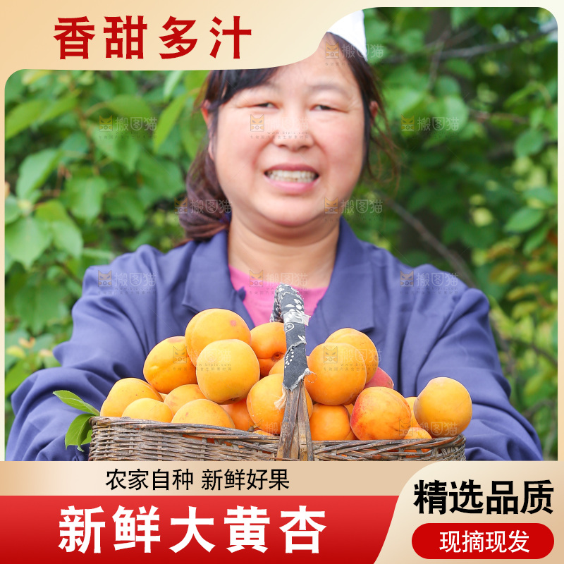 手里拿着新鲜大黄杏