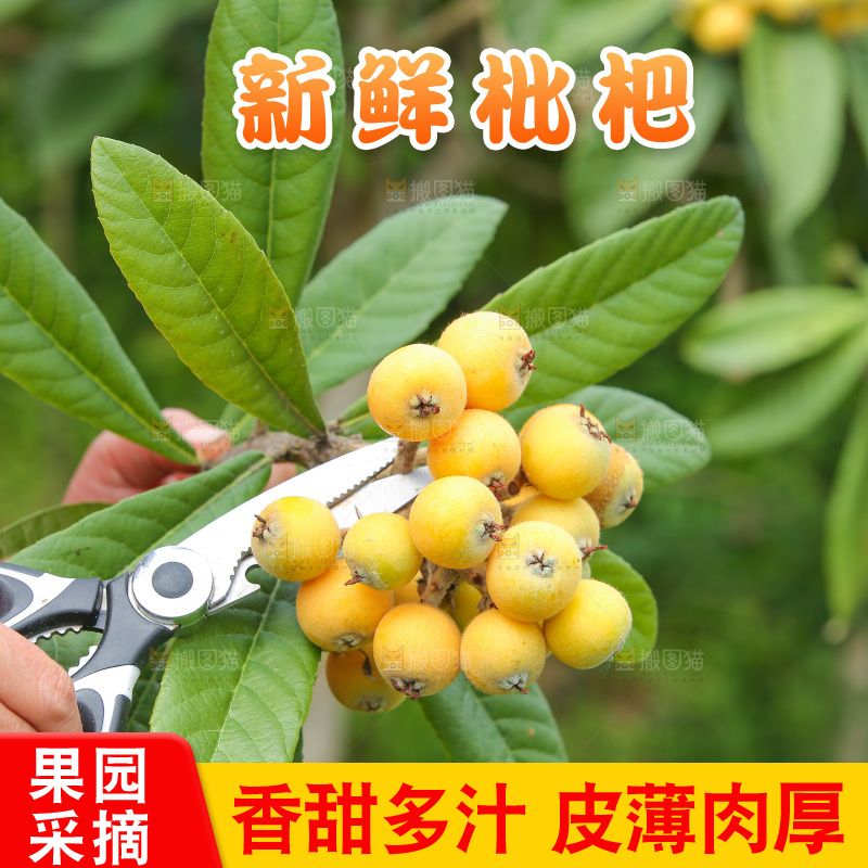 手里拿着现摘枇杷