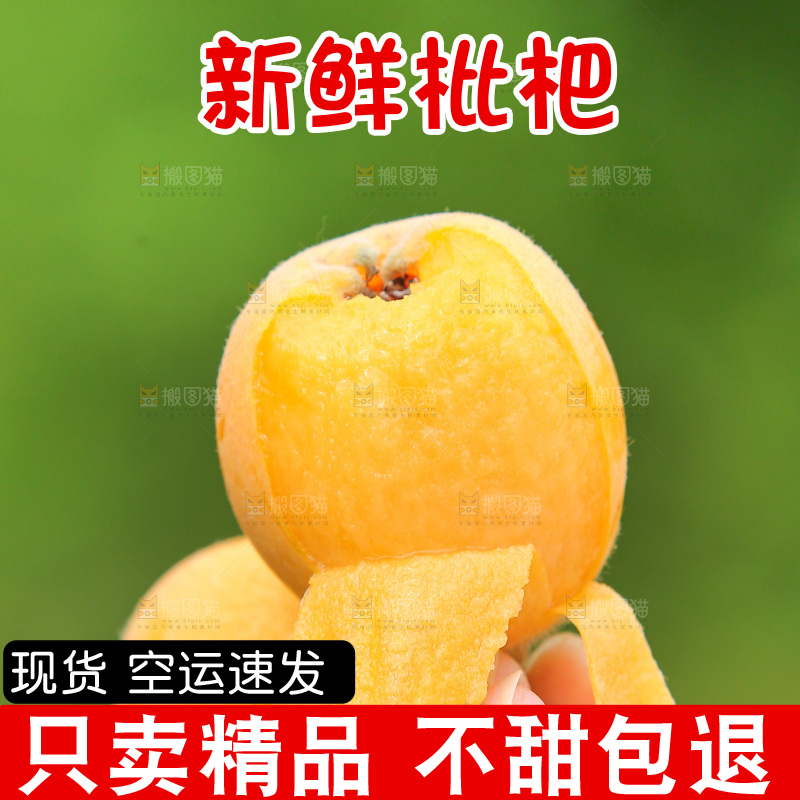 手里拿着现摘枇杷