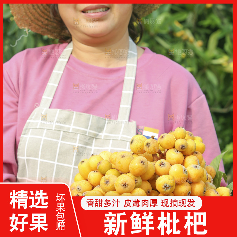 手里拿着现摘枇杷