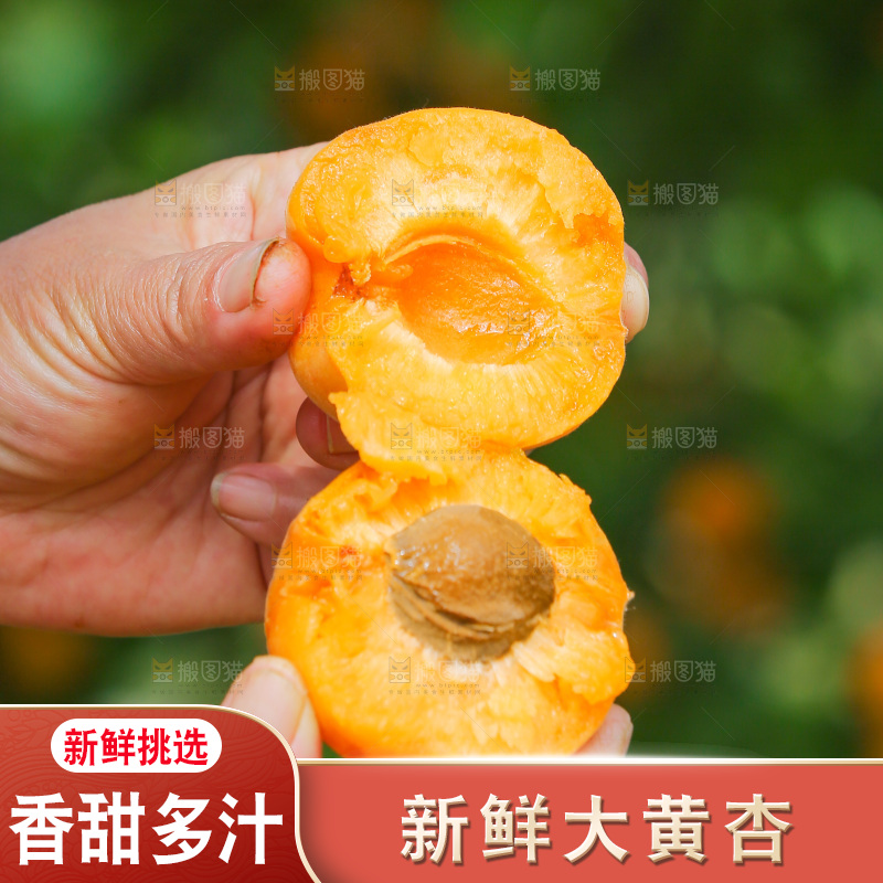 手里拿着新鲜大黄杏
