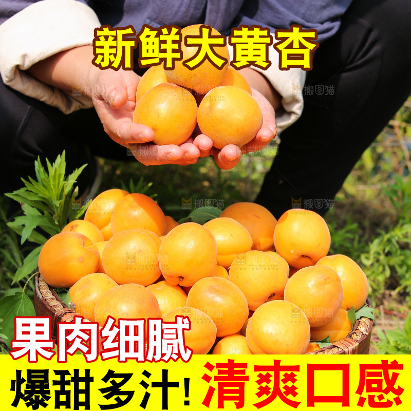 手里拿着新鲜大黄杏