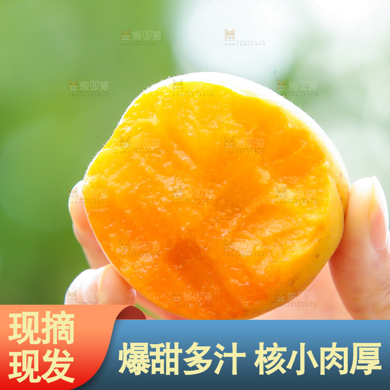 手里拿着新鲜大黄杏