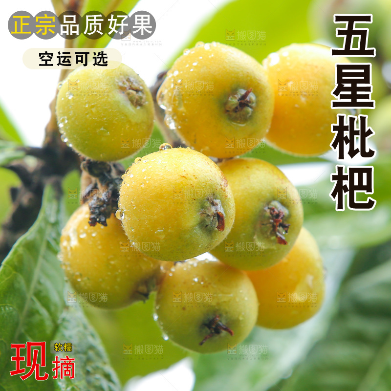 手里拿着现摘枇杷