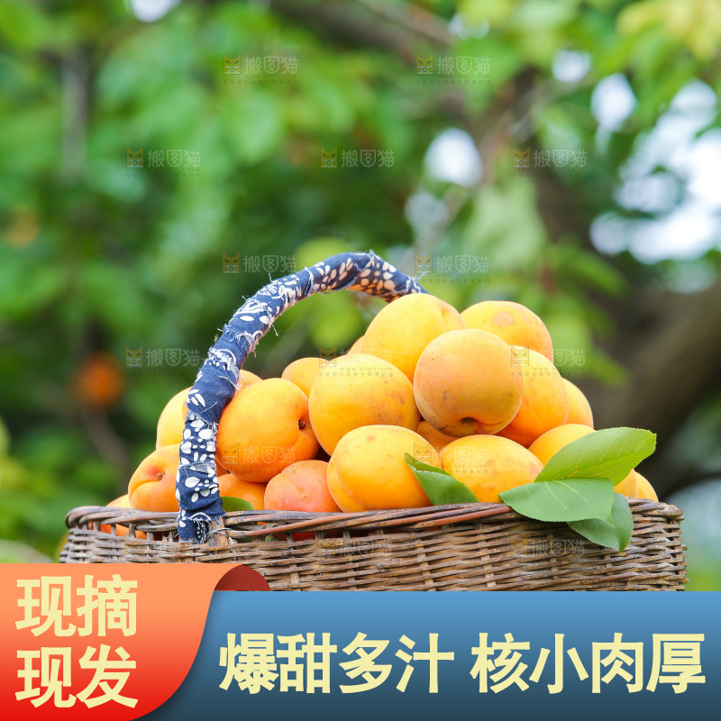 手里拿着新鲜大黄杏