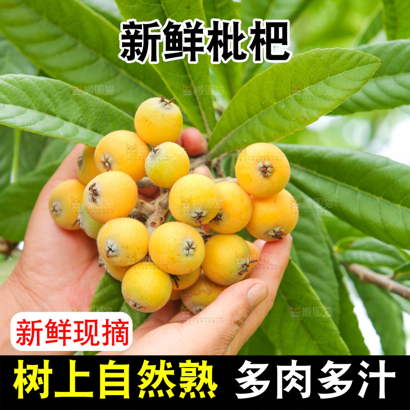 手里拿着现摘枇杷