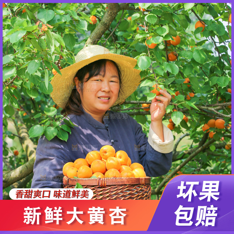 手里拿着新鲜大黄杏