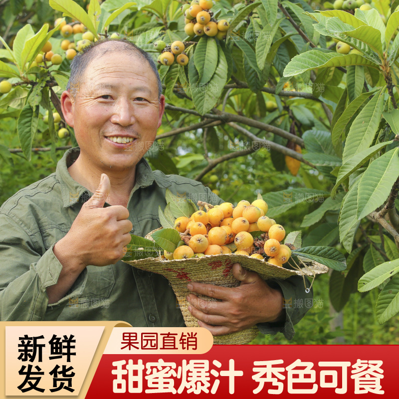 手里拿着现摘枇杷