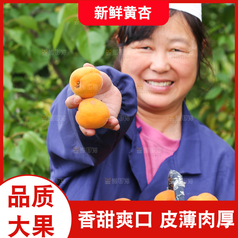 手里拿着新鲜大黄杏