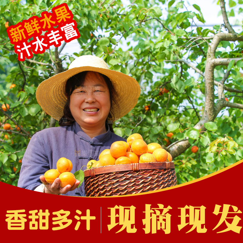 手里拿着新鲜大黄杏