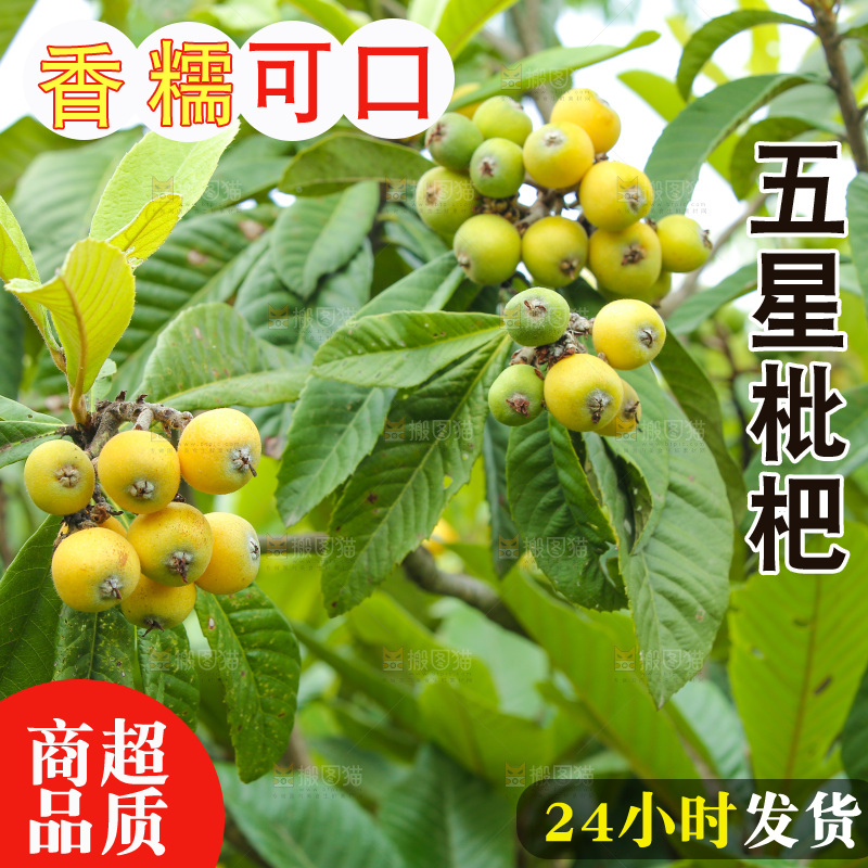 手里拿着现摘枇杷