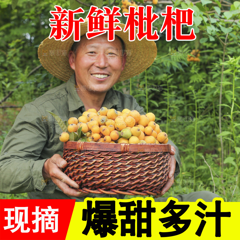 手里拿着现摘枇杷
