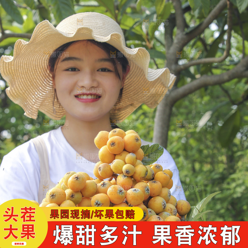 手里拿着现摘枇杷