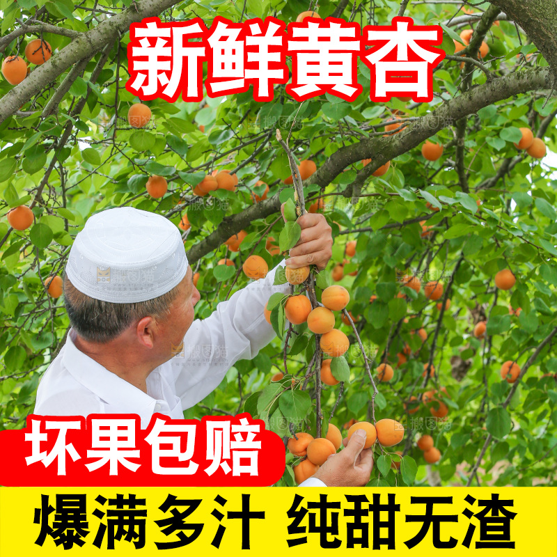 手里拿着新鲜大黄杏