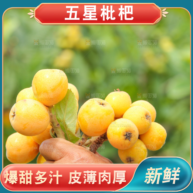 手里拿着现摘枇杷