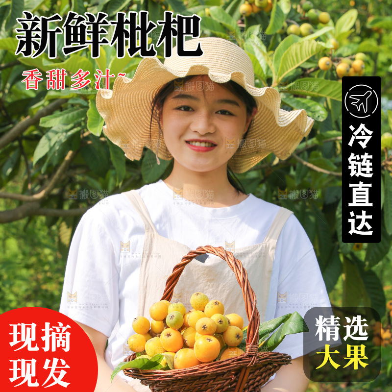 手里拿着现摘枇杷