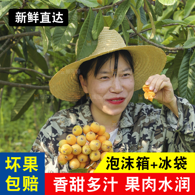 手里拿着现摘枇杷