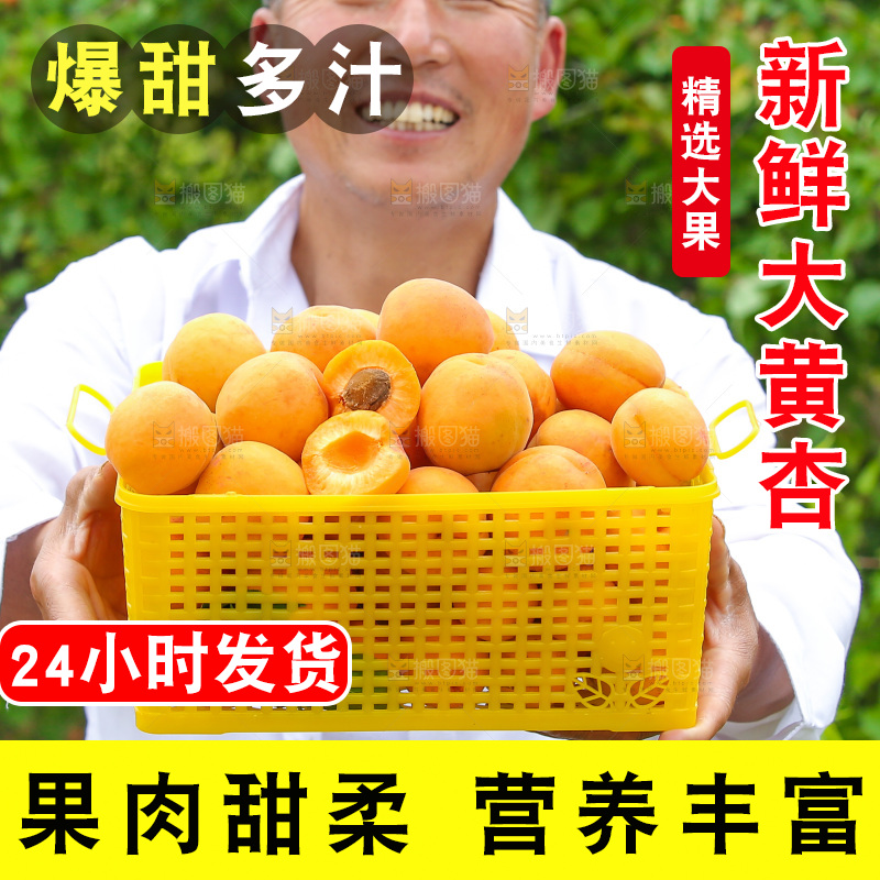 手里拿着新鲜大黄杏