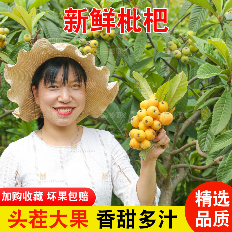 手里拿着现摘枇杷