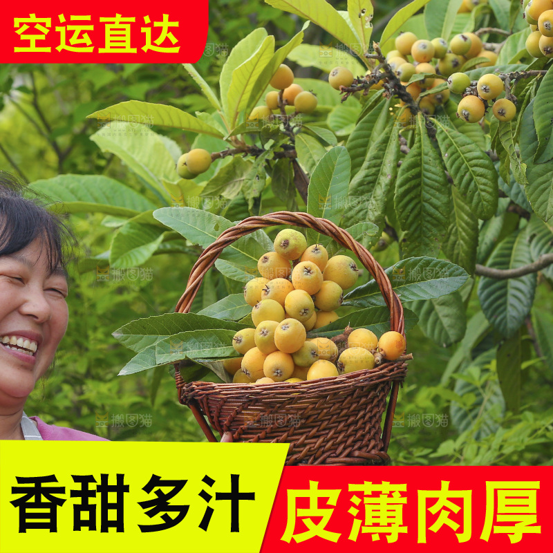 手里拿着现摘枇杷