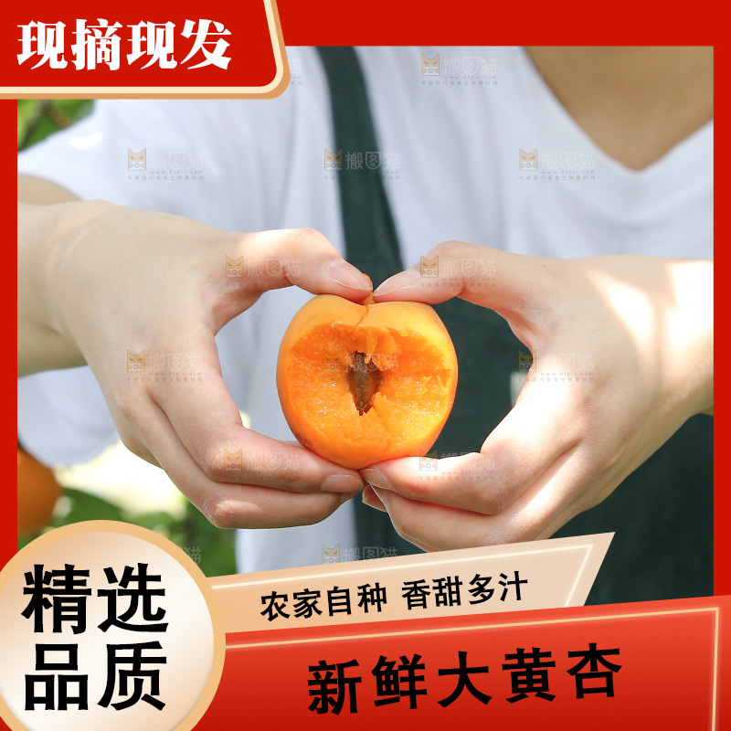 手里拿着新鲜大黄杏