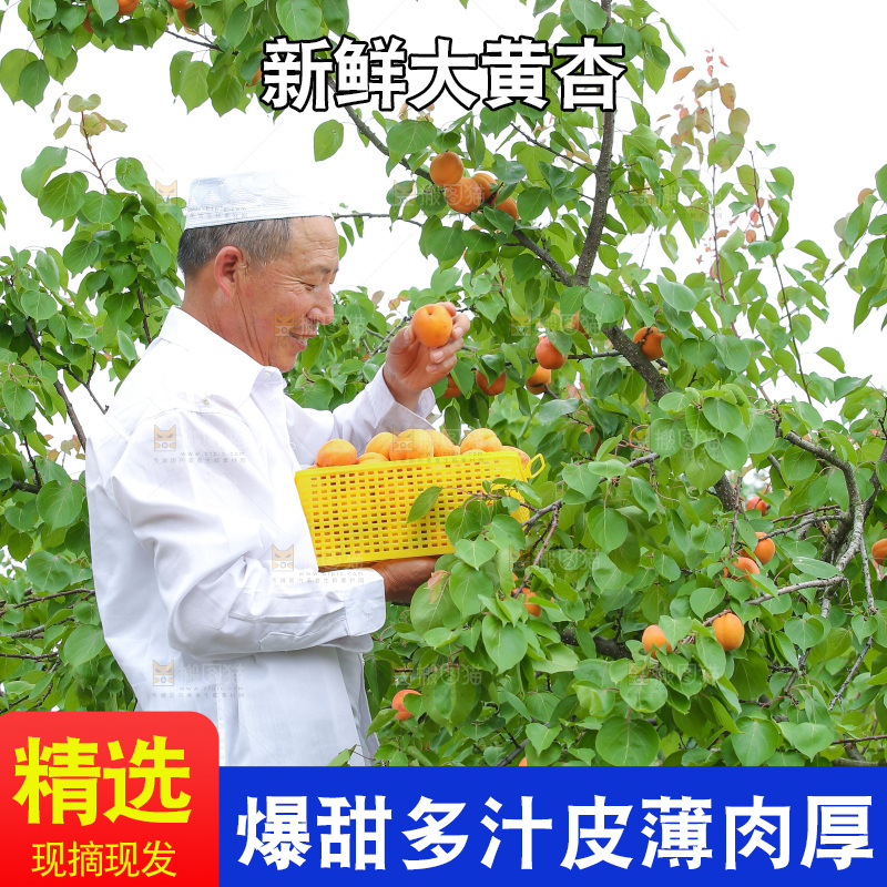 手里拿着新鲜大黄杏