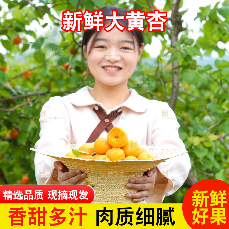 手里拿着新鲜大黄杏