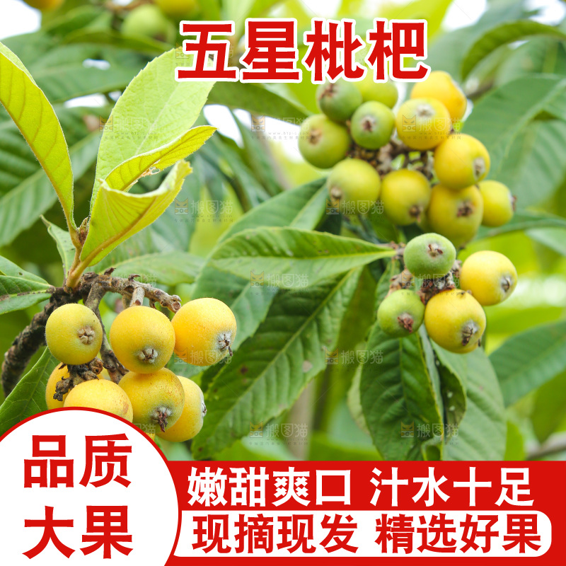 手里拿着现摘枇杷