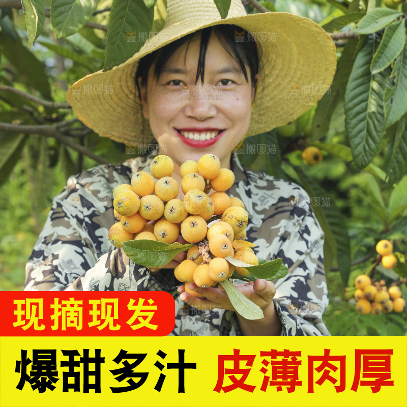 手里拿着现摘枇杷