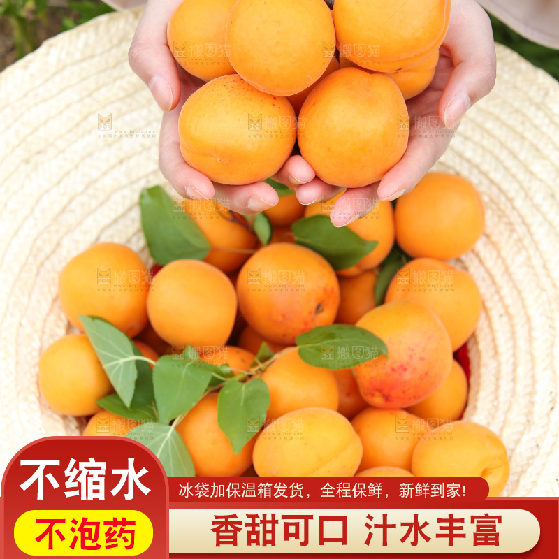 手里拿着新鲜大黄杏