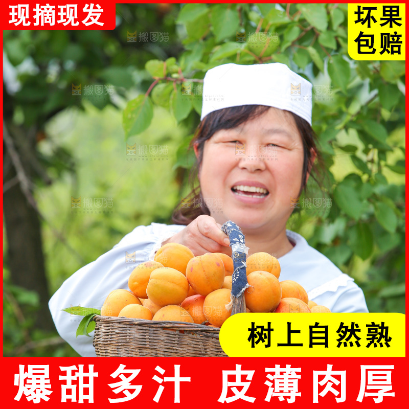 手里拿着新鲜大黄杏