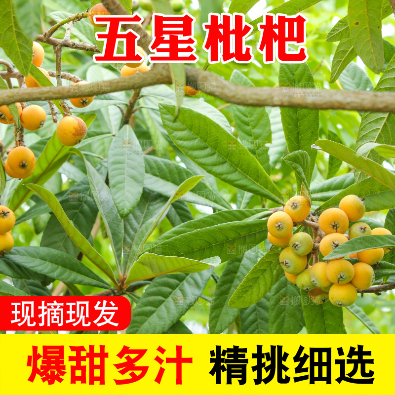 手里拿着现摘枇杷