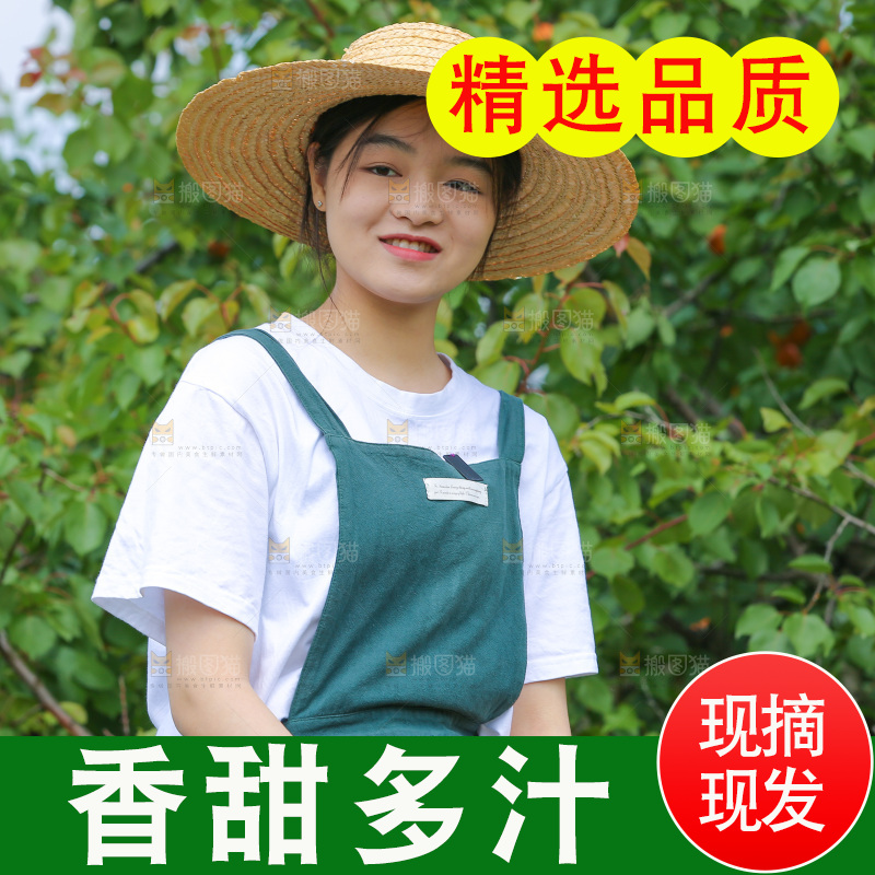 手里拿着新鲜大黄杏