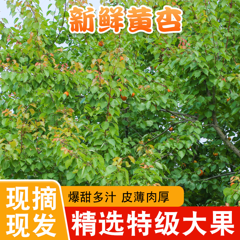 手里拿着新鲜大黄杏