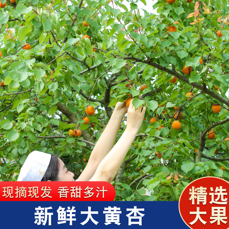 手里拿着新鲜大黄杏